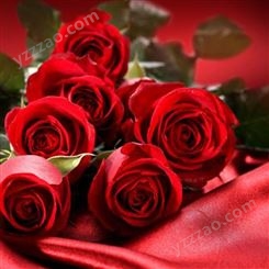 红玫瑰批发销售 情人节花束供应 颜色多样 配花配叶齐全