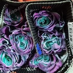 厄瓜多尔进口 彩色玫瑰花批发 彩玫 各种颜色 款式齐全 干花