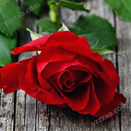情人节红玫瑰批发 重瓣 单瓣都有 鲜花 花束搭配 代发货