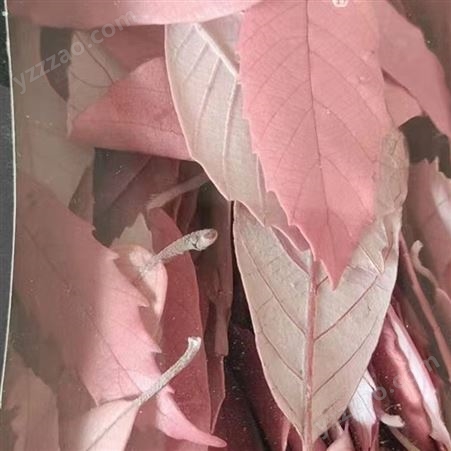 栗叶 保鲜叶子 一盒30片 diy材料包 配叶 叶子原材 颜色多样