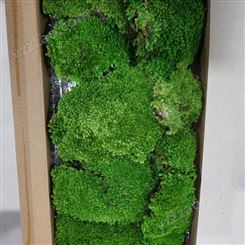 进口永生青苔 一盒起批 装饰背景墙 地衣苔藓 景观工程使用