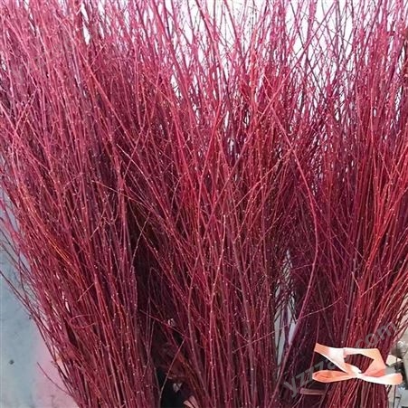 进口伊朗红瑞木  一把50-100支  红柳鲜切枝条 水培植物