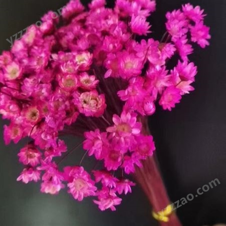 巴西小星花 干花花束 配花供应 DIY鲜花出售 颜色多样