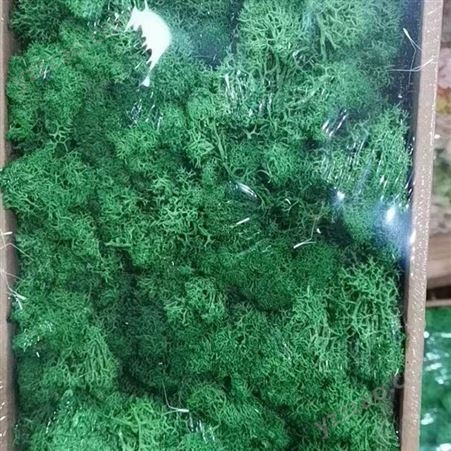各色永生苔藓 墙微景观装饰 花材diy材料包 无杂质 盒装