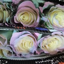厄瓜多尔进口彩玫 一扎10支 干花 玫瑰花批发 花束装饰