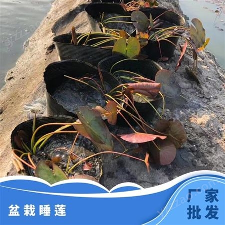 盆栽睡莲生于池沼湖泊中温暖潮湿通风的环境中通外直